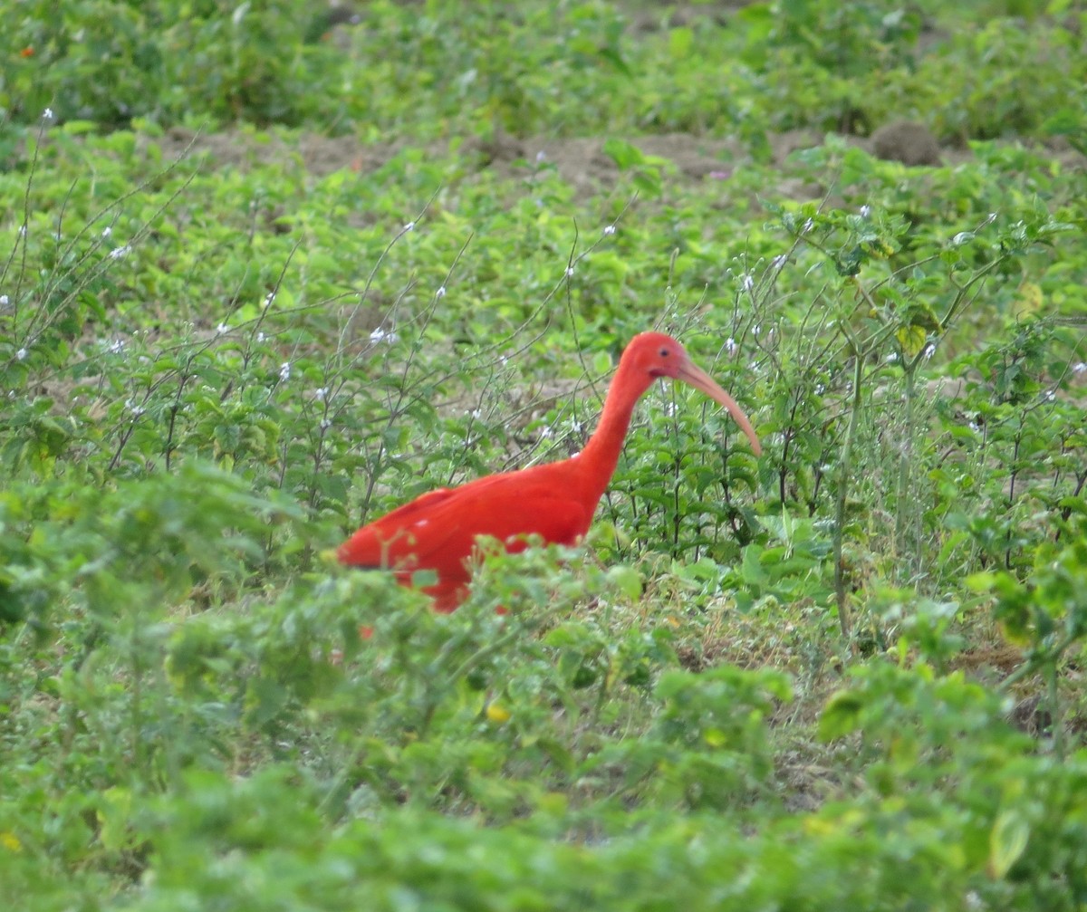 ibis rudý - ML540467791