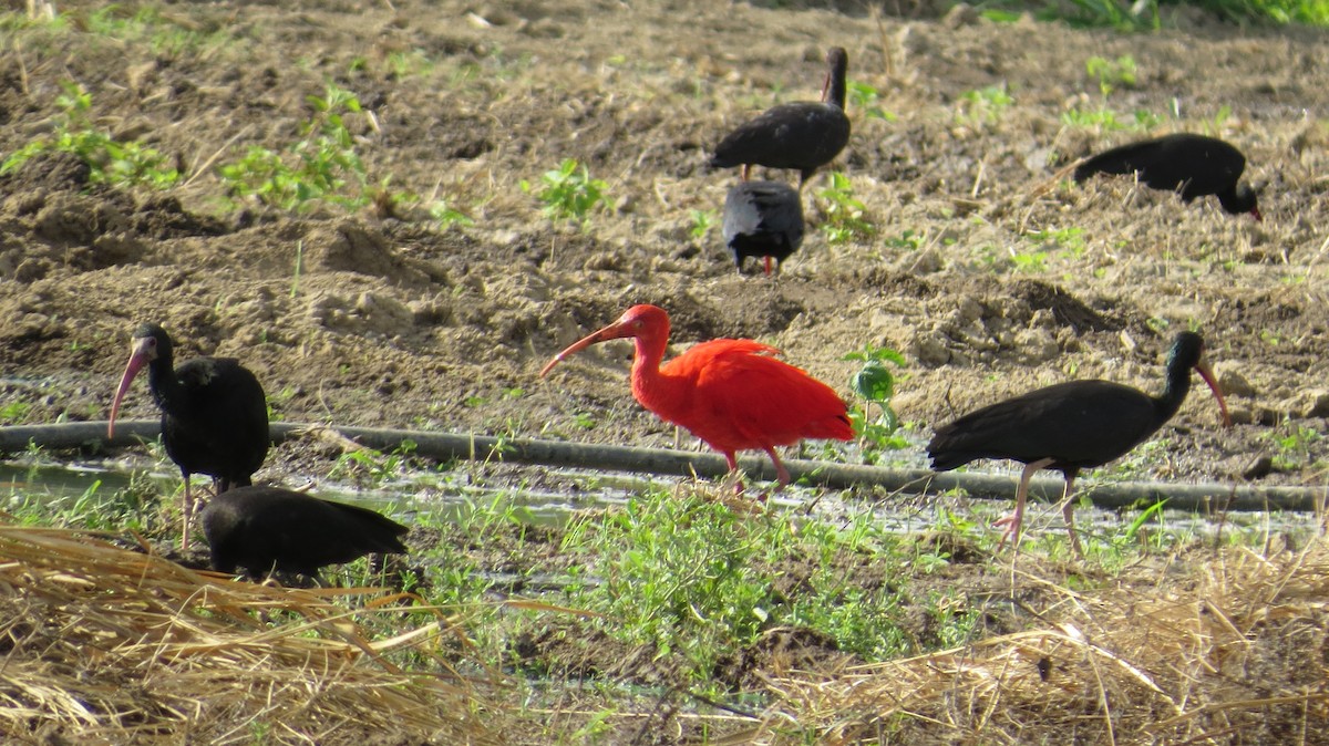ibis rudý - ML540468131