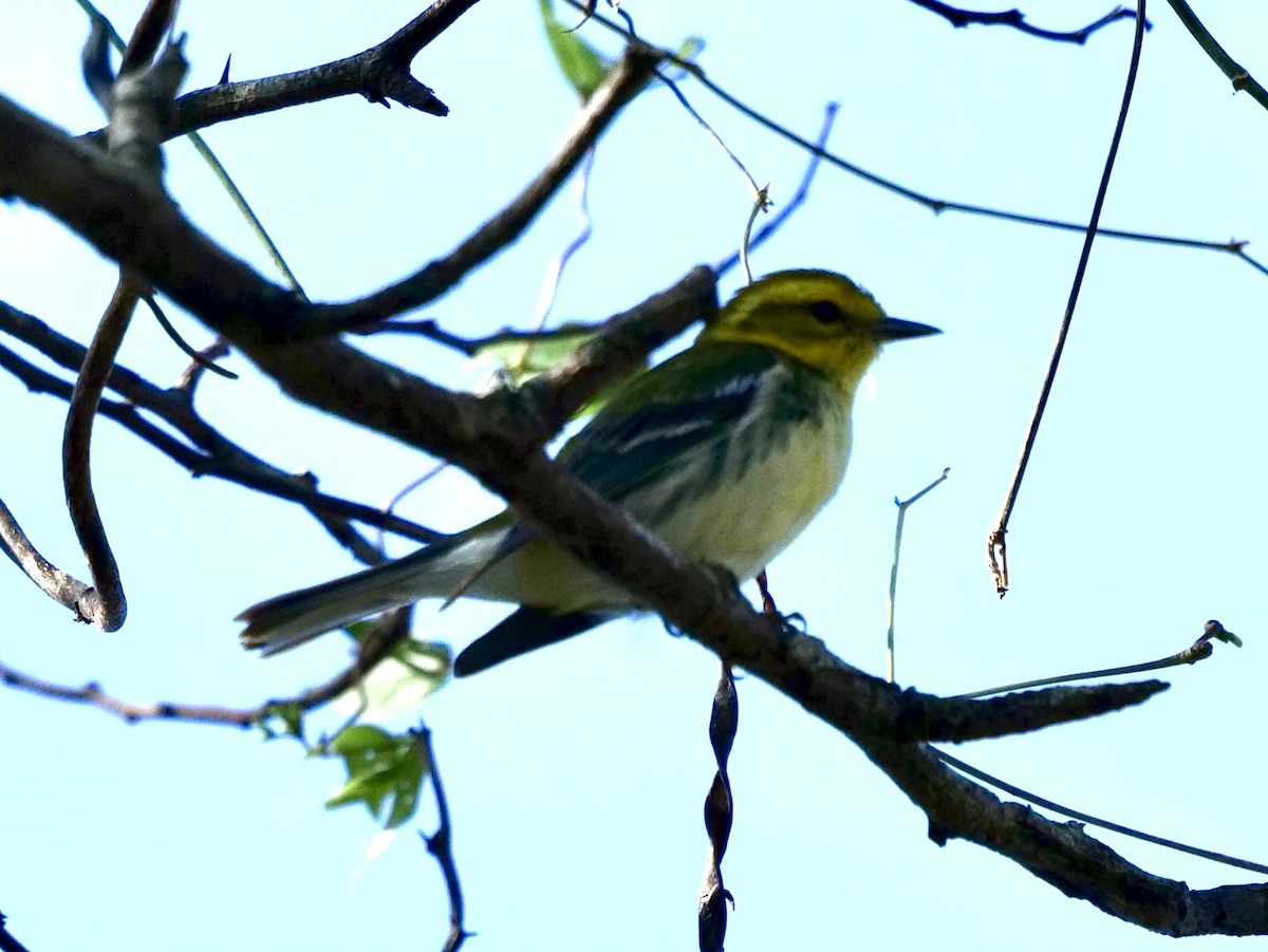 Black-throated Green Warbler - Barbara Coll