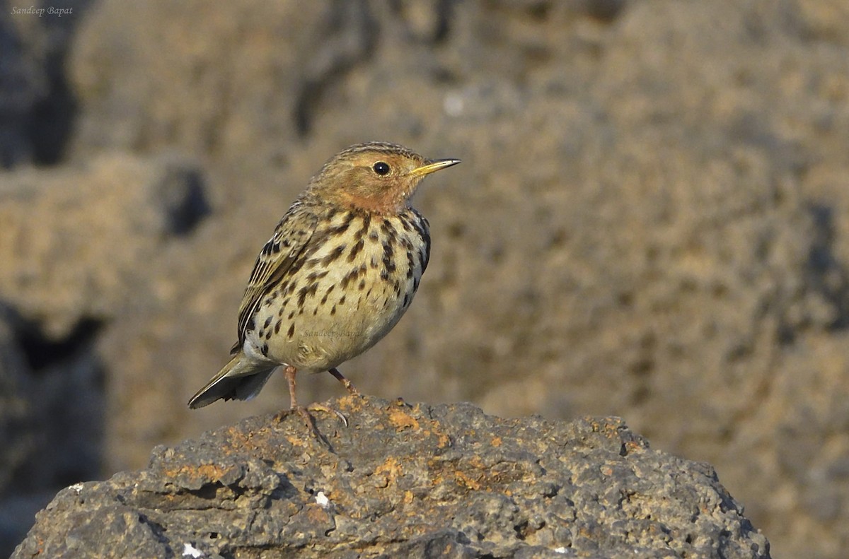 Red-throated Pipit - ML540476841