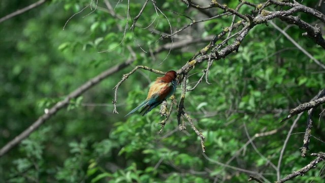 European Bee-eater - ML540478781