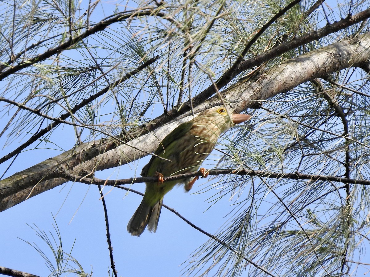 Lineated Barbet - David Ratcliffe