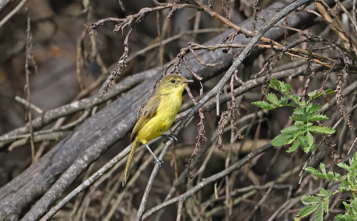 African Yellow-Warbler - ML540479711