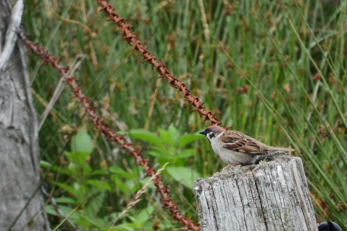 Eurasian Tree Sparrow - ML540483781