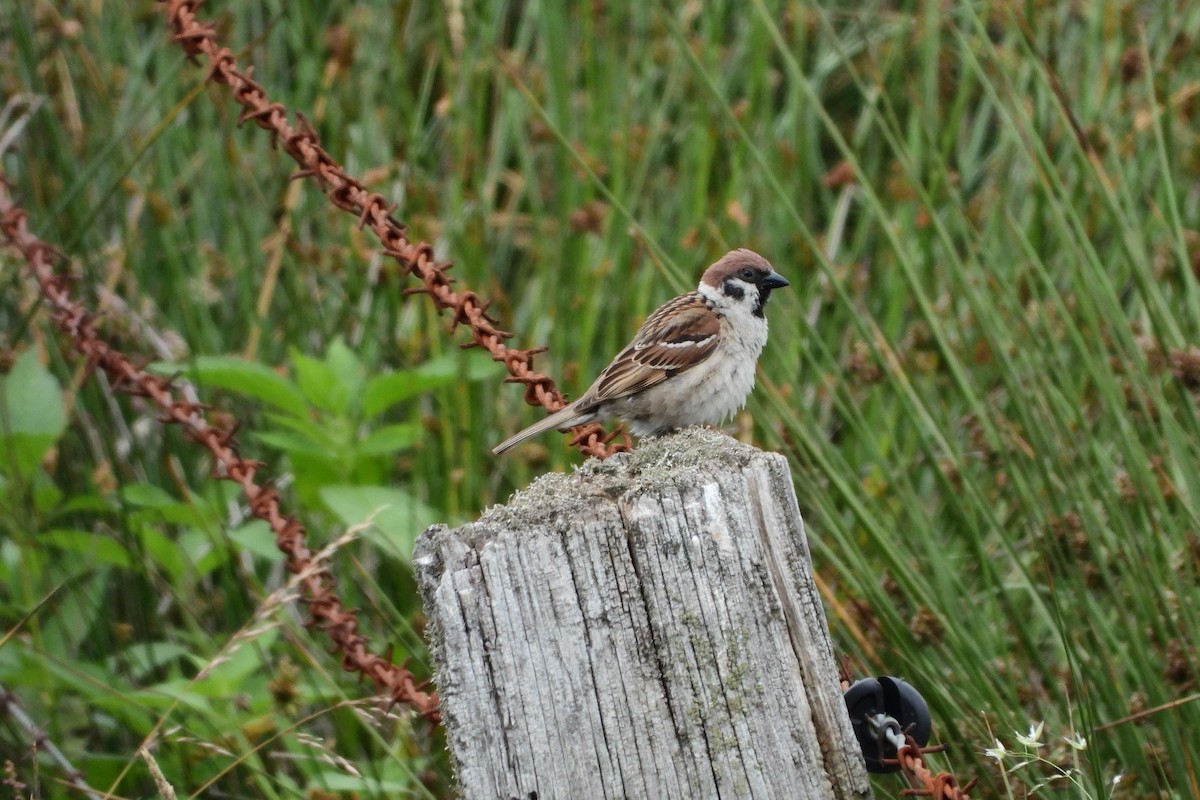 Eurasian Tree Sparrow - ML540483821