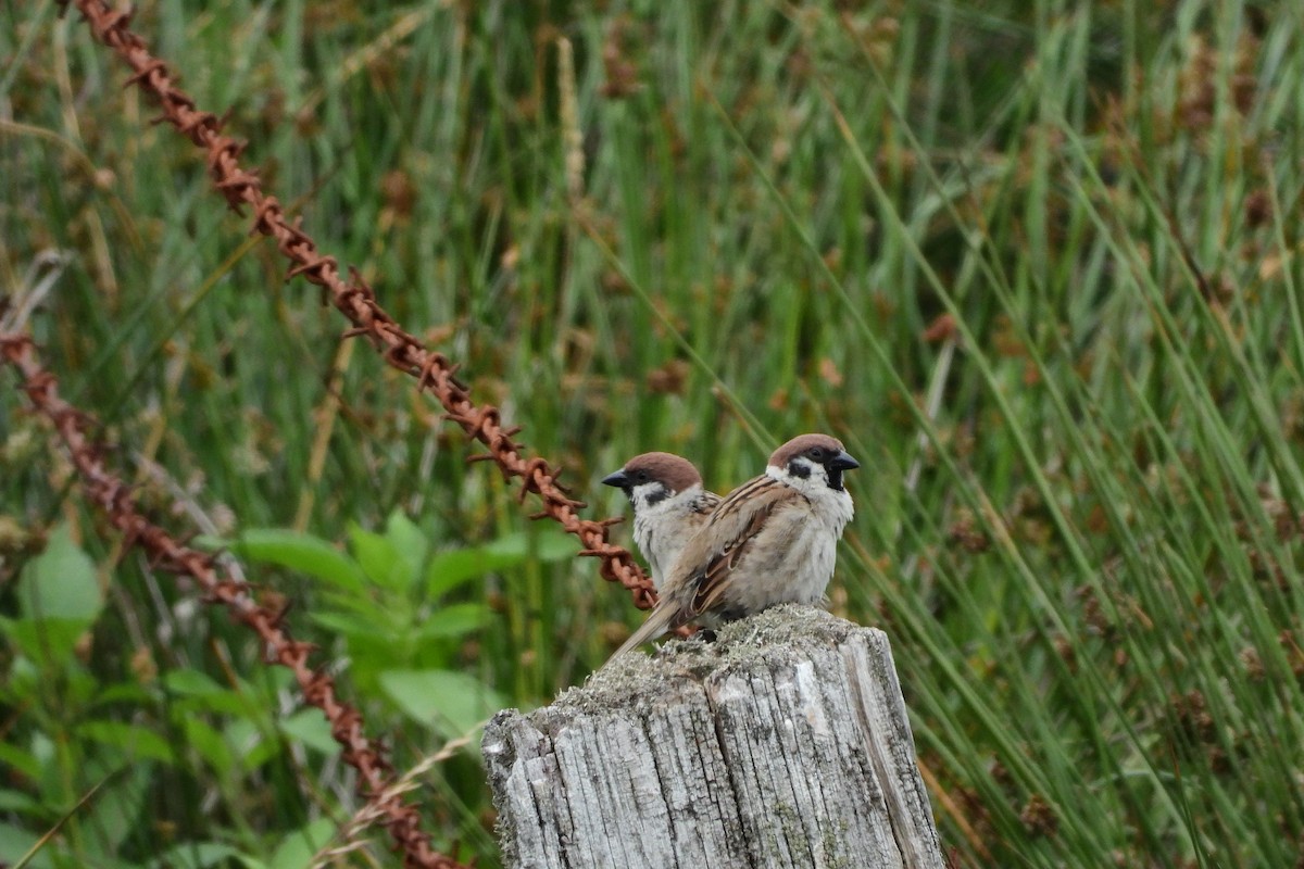 Eurasian Tree Sparrow - ML540484001
