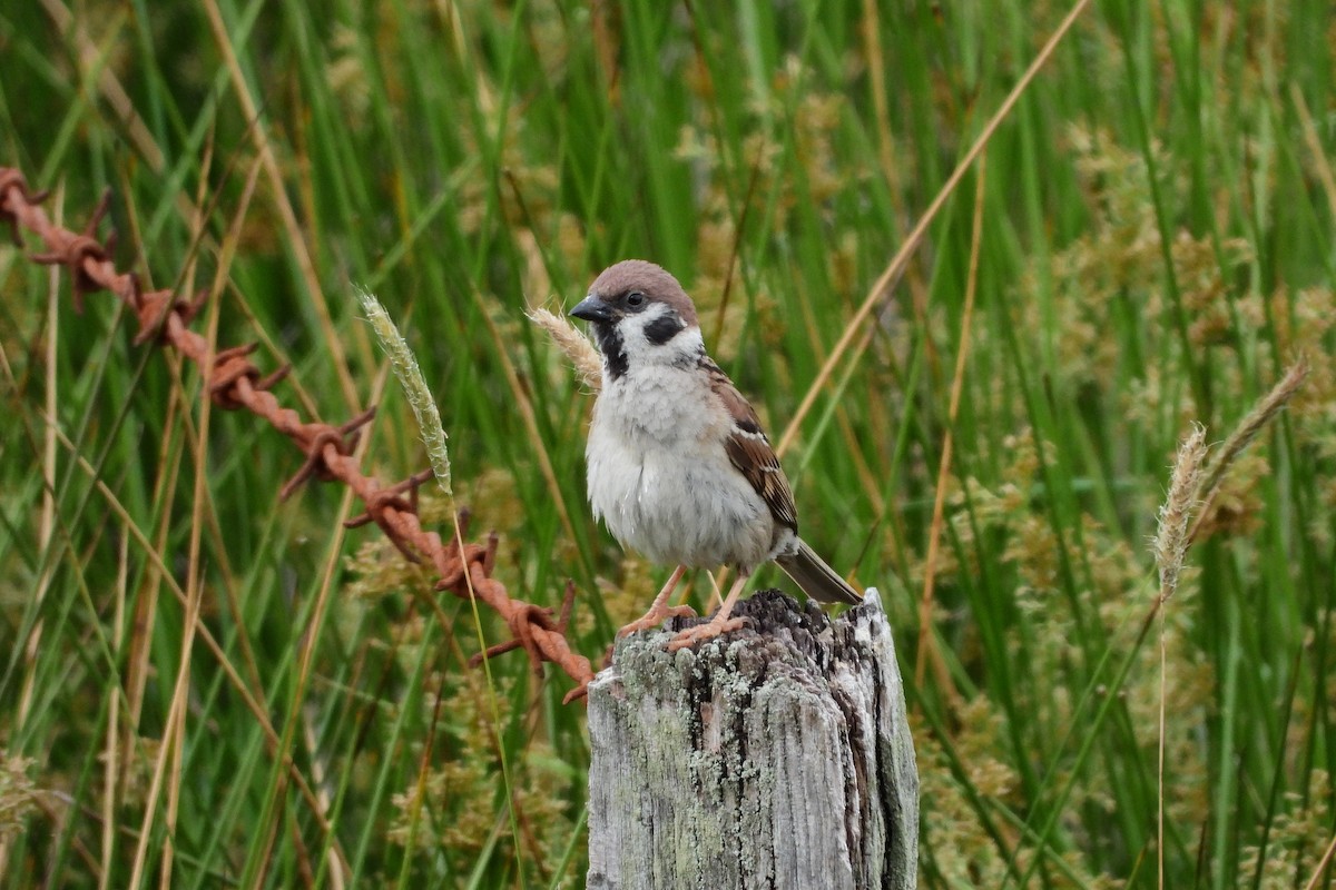 Eurasian Tree Sparrow - ML540484181