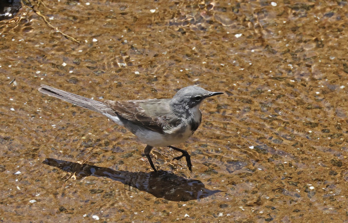 Cape Wagtail - ML540484241