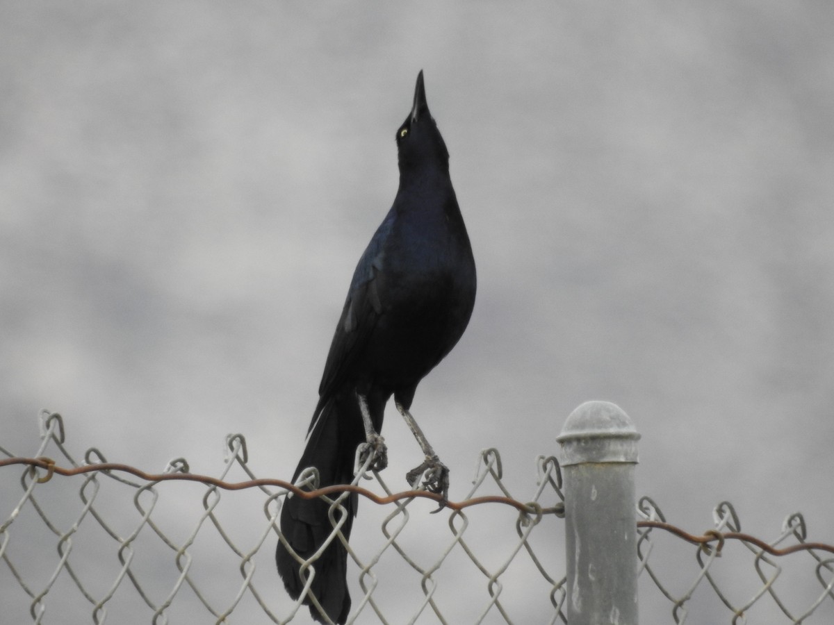 Great-tailed Grackle - Les Heller