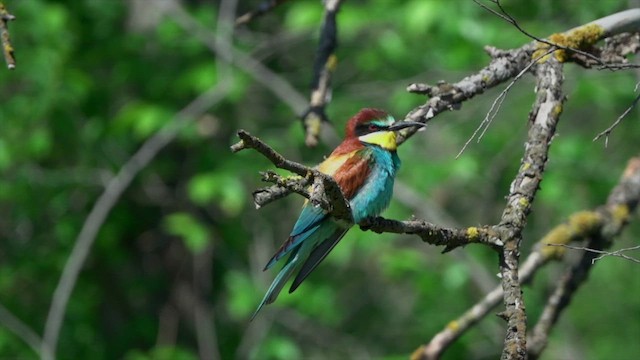 European Bee-eater - ML540487651