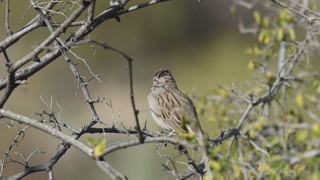 Rufous-winged Sparrow - ML540487941