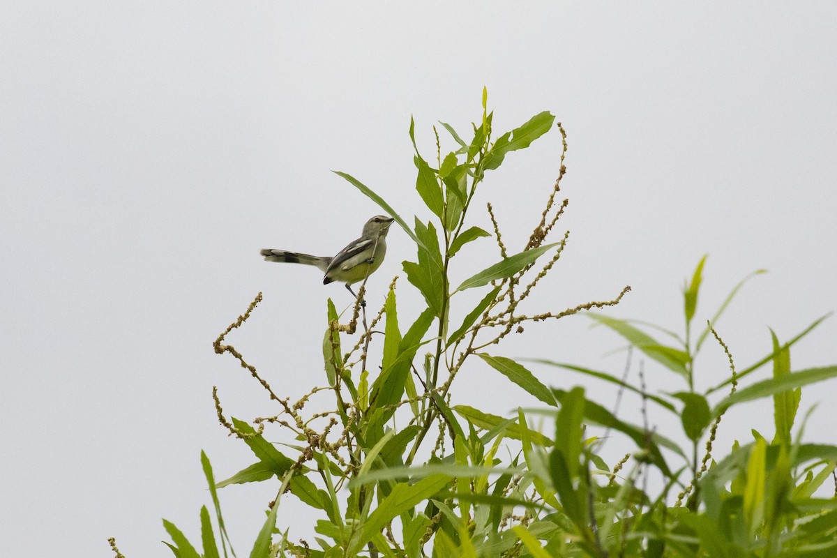 Lesser Wagtail-Tyrant - ML540488071