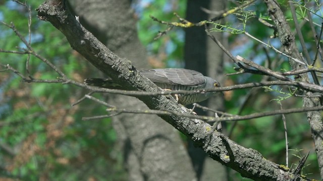 Common Cuckoo - ML540488151