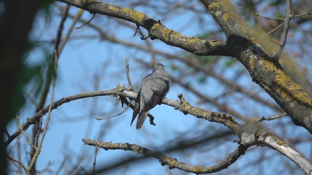Common Cuckoo - ML540488161