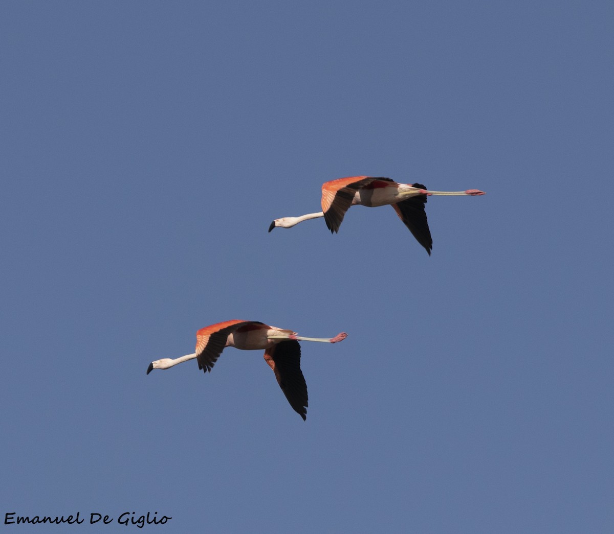 Chilean Flamingo - Emanuel De Giglio