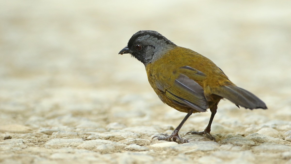 Large-footed Finch - ML54049541
