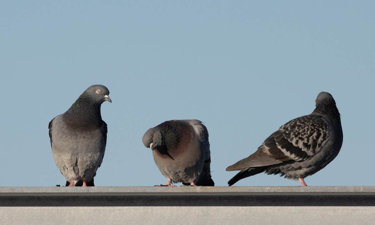 Rock Pigeon (Feral Pigeon) - ML540495551