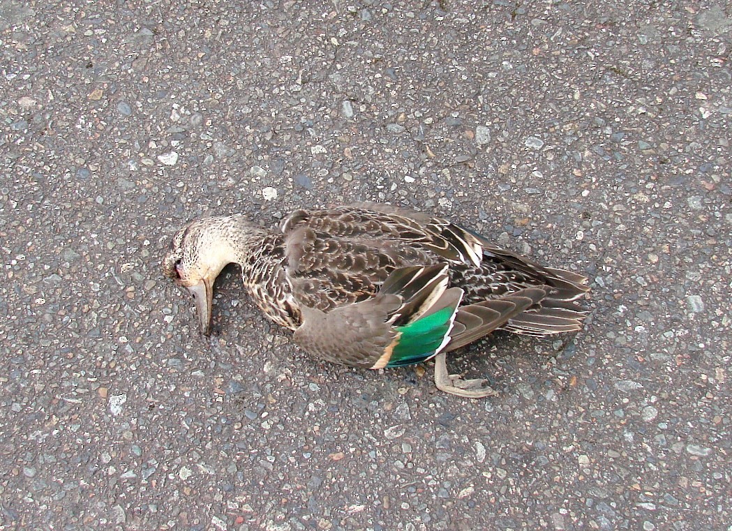 Green-winged Teal - ML54049731