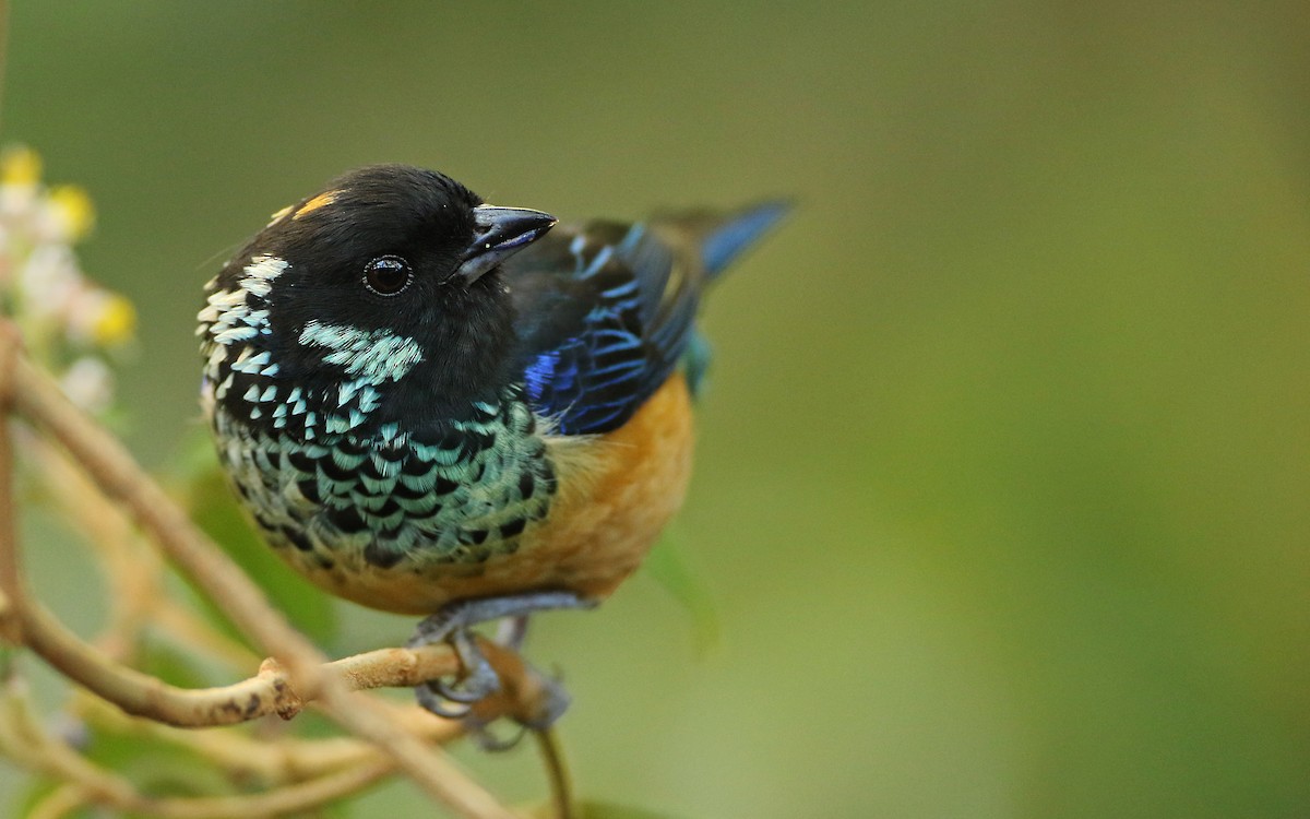 Spangle-cheeked Tanager - ML54049761