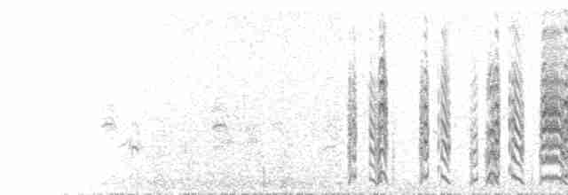  - White-tailed Lapwing