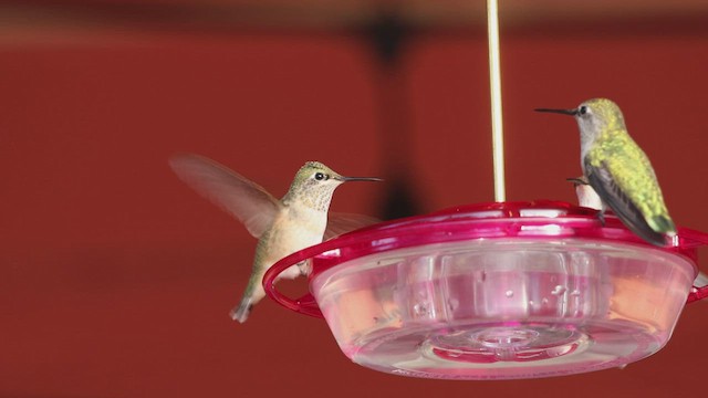 Calliope Hummingbird - ML540501291
