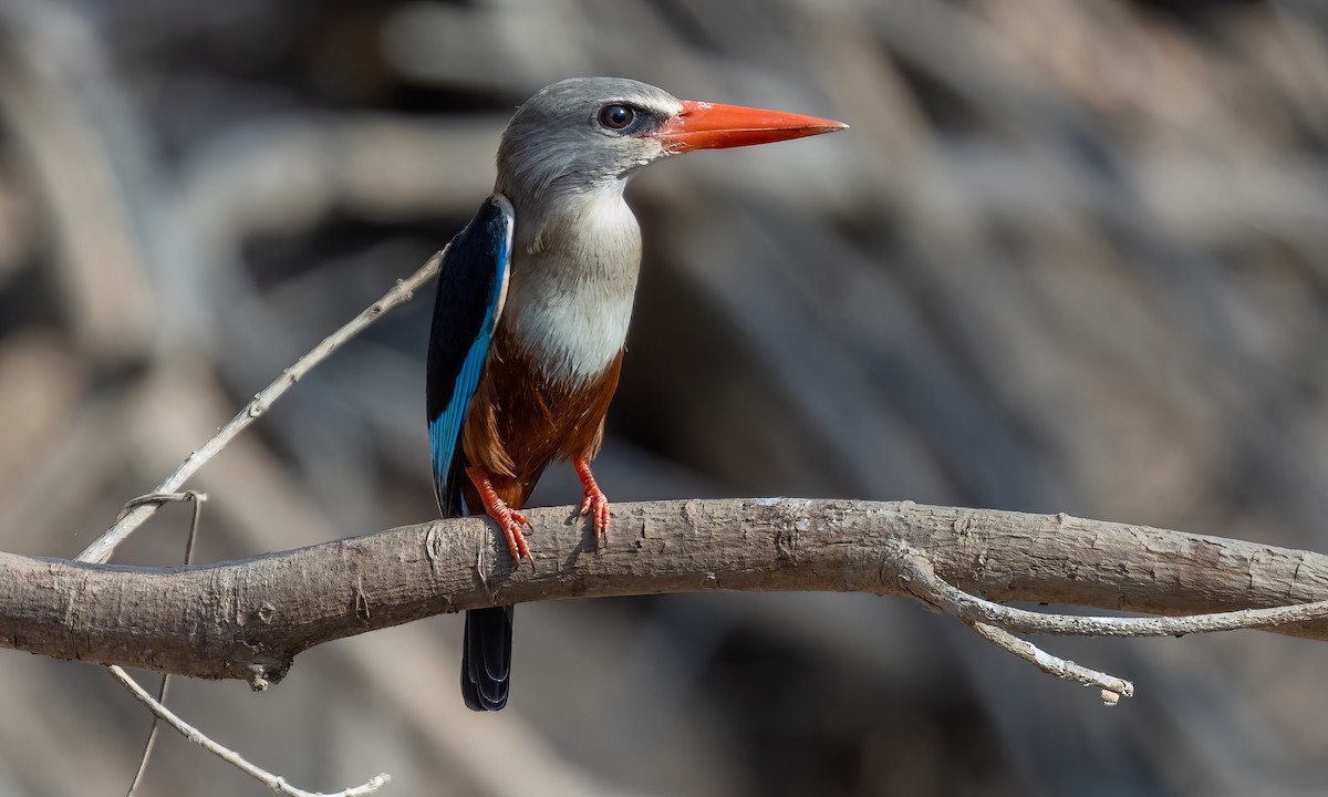 Gray-headed Kingfisher - Paul Fenwick