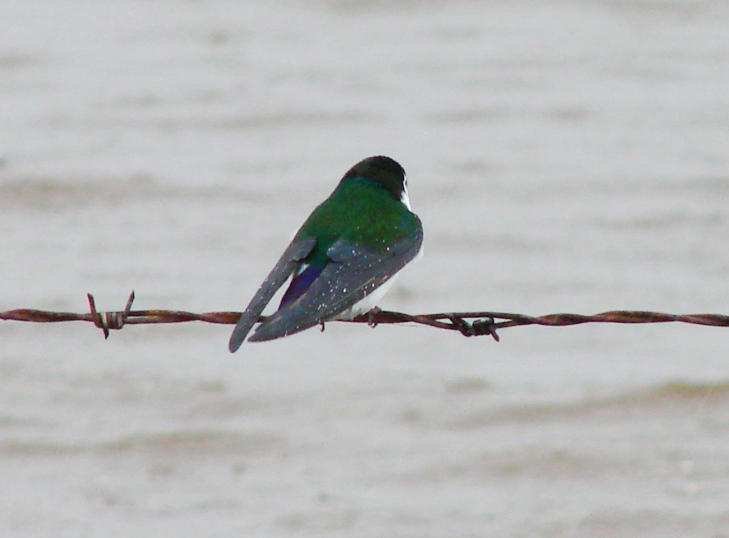 Violet-green Swallow - Mark Vernon