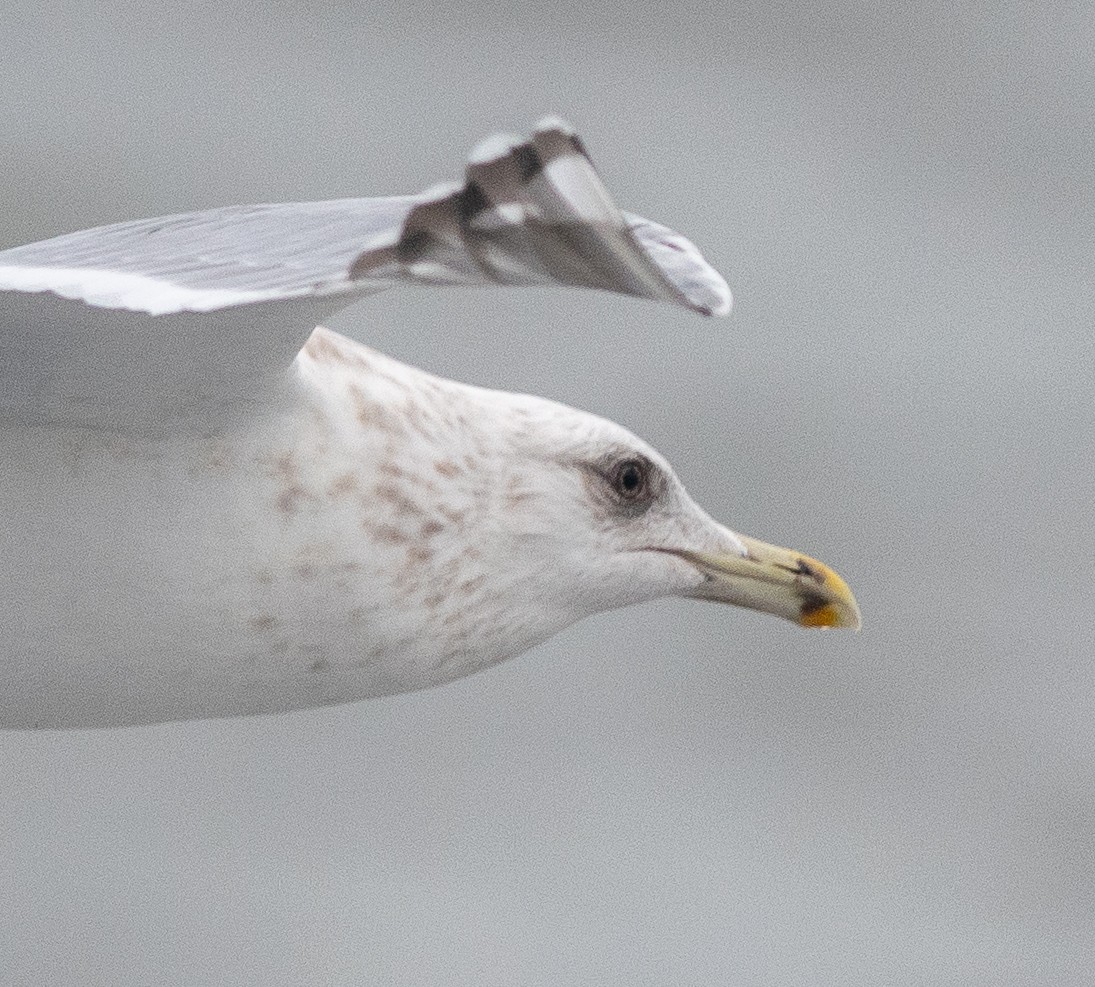 Iceland Gull (Thayer's) - Clive Harris