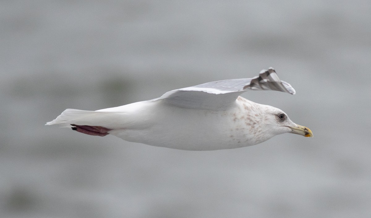 Iceland Gull (Thayer's) - Clive Harris