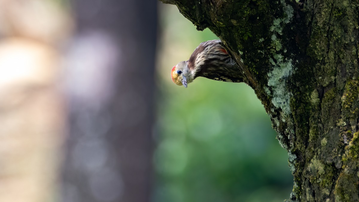 Yellow-crowned Woodpecker - ML540517091