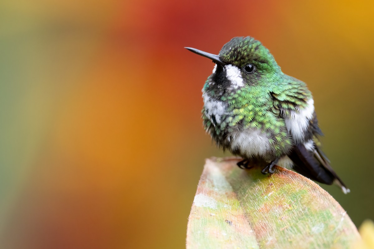 kolibřík trnoocasý - ML540520631