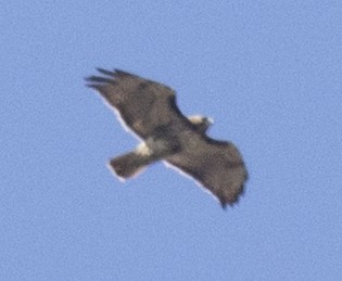 Red-tailed Hawk - ML54052191