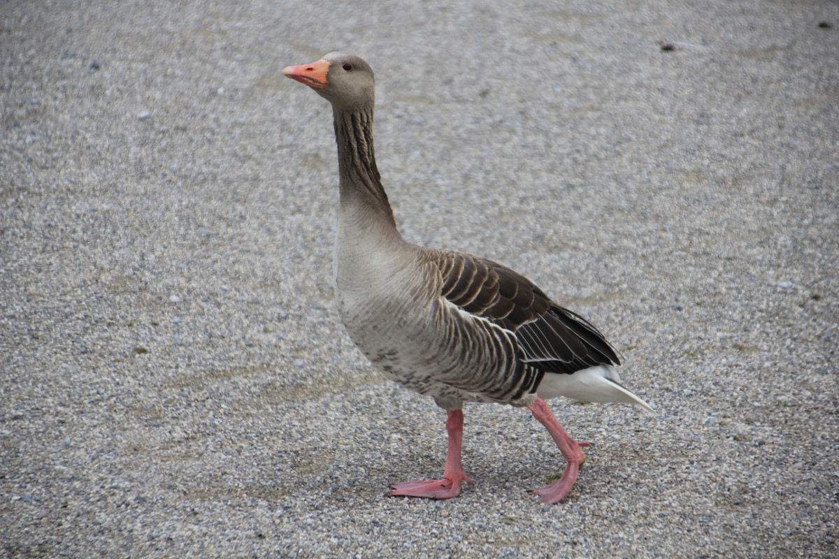 Graylag Goose - Andrew E and Rebecca A Steinmann