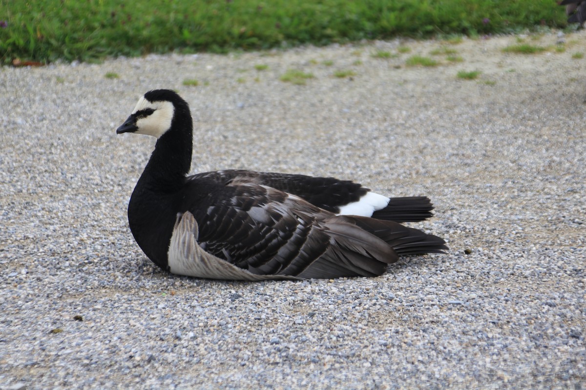 Barnacle Goose - Andrew E and Rebecca A Steinmann