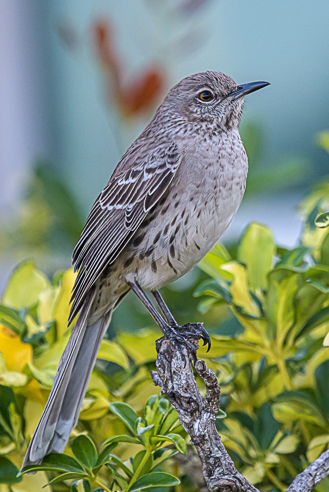 Bahama Mockingbird - Bert Filemyr