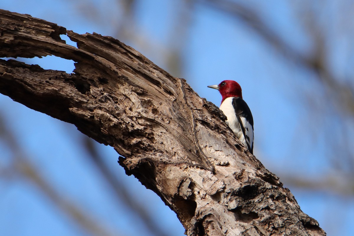Red-headed Woodpecker - ML540534001