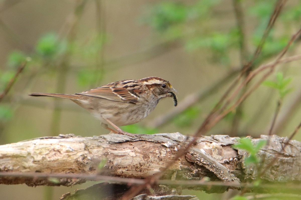 White-throated Sparrow - ML540534841