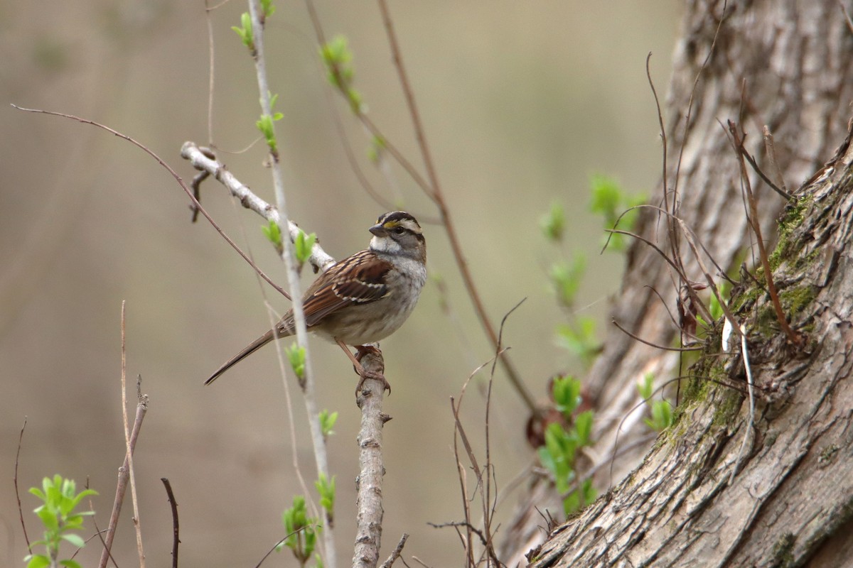 White-throated Sparrow - ML540534851