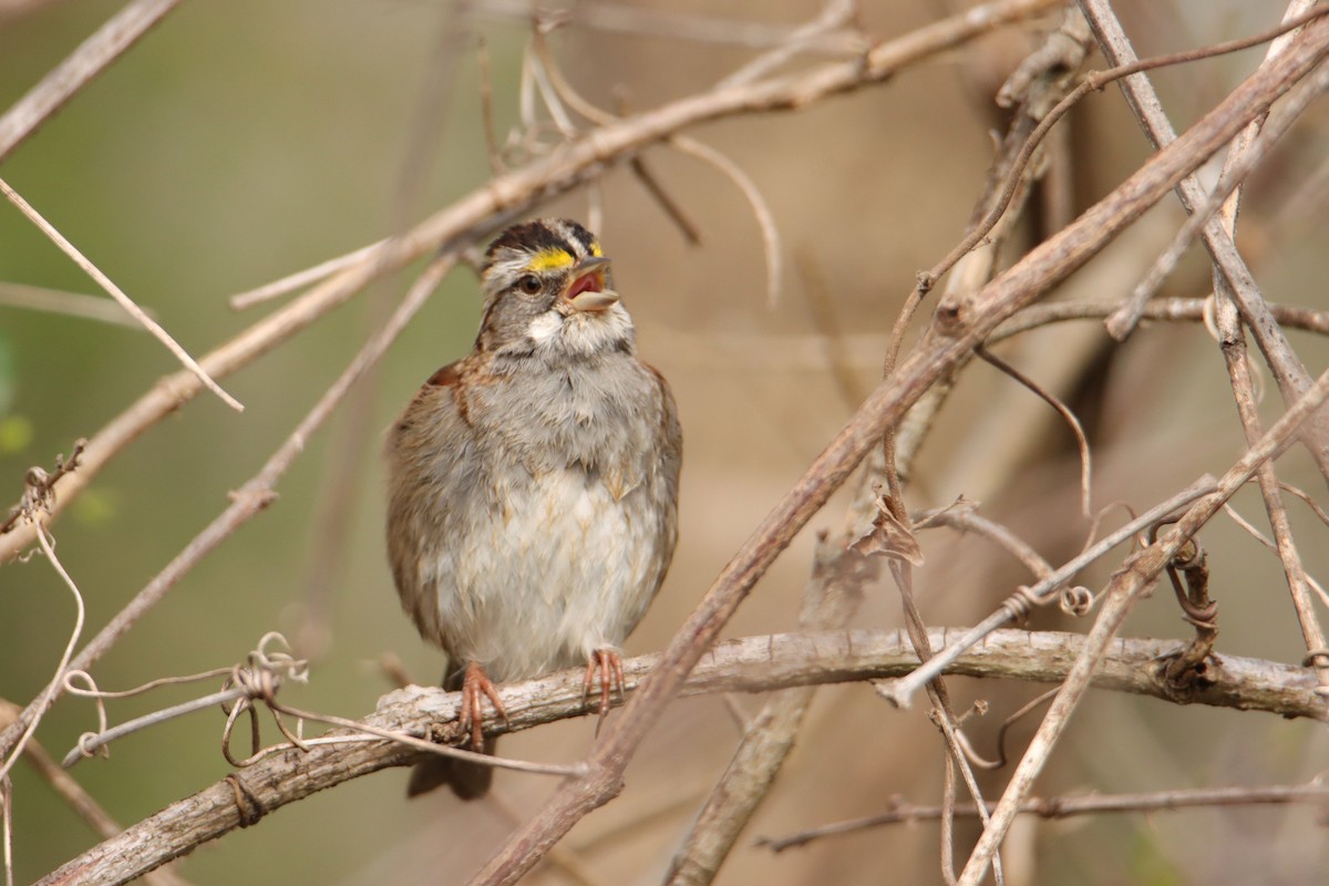 White-throated Sparrow - ML540534861