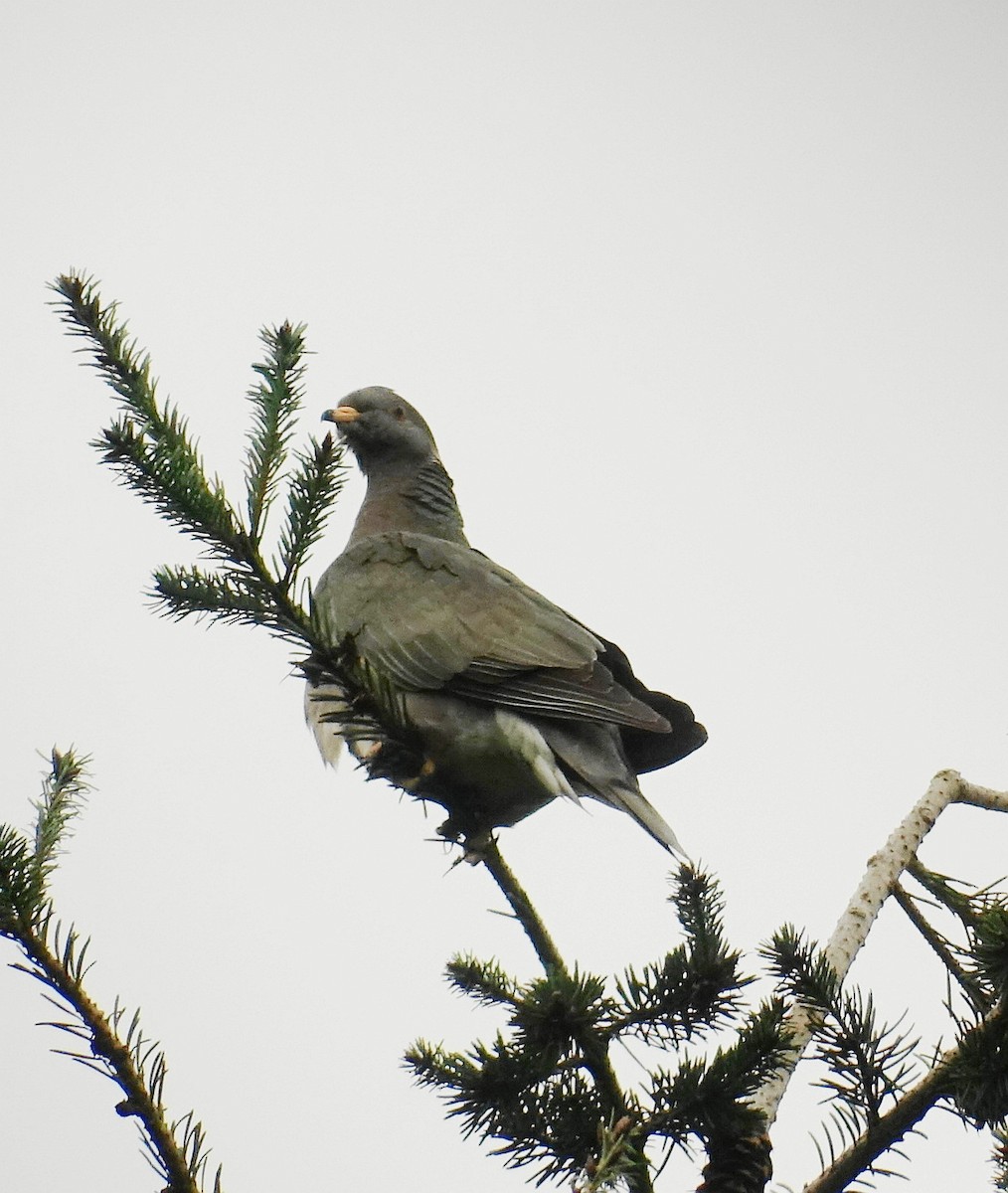 Band-tailed Pigeon - ML54053561