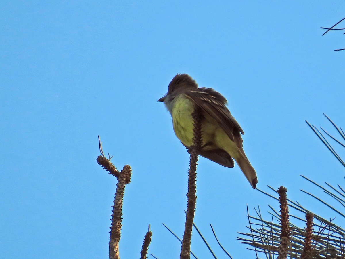 Great Crested Flycatcher - ML540544011
