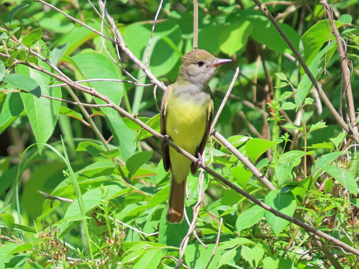 Great Crested Flycatcher - ML540553711