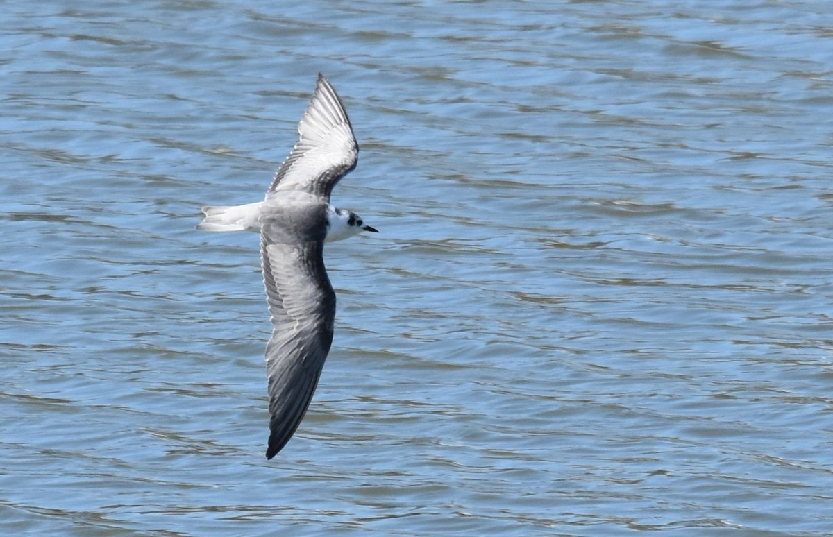 White-winged Tern - ML540557731