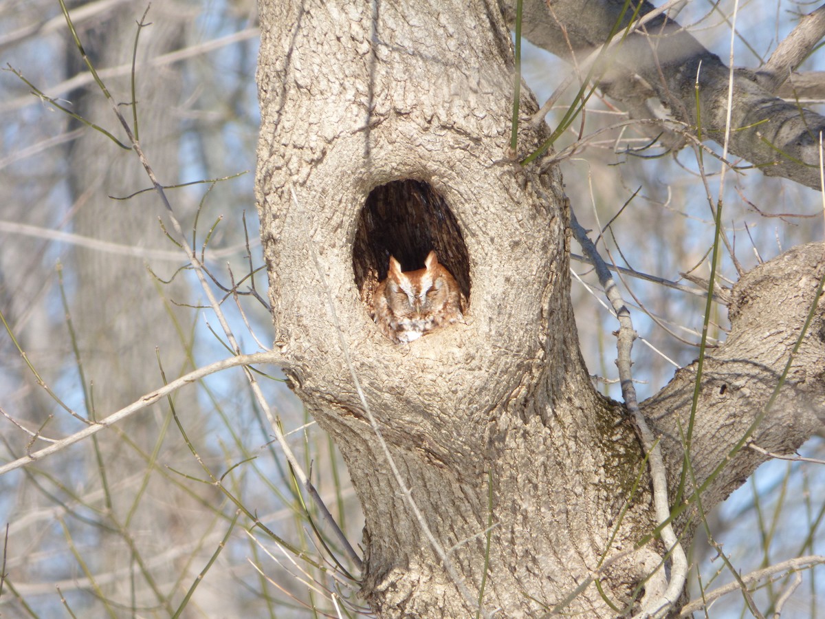 Eastern Screech-Owl - Piper Weldy