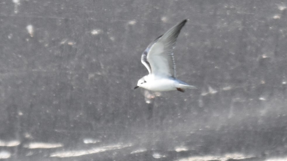 White-winged Tern - ML540558031