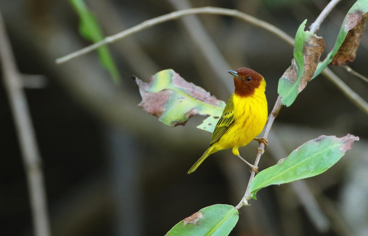 Yellow Warbler (Mangrove) - Luke Seitz