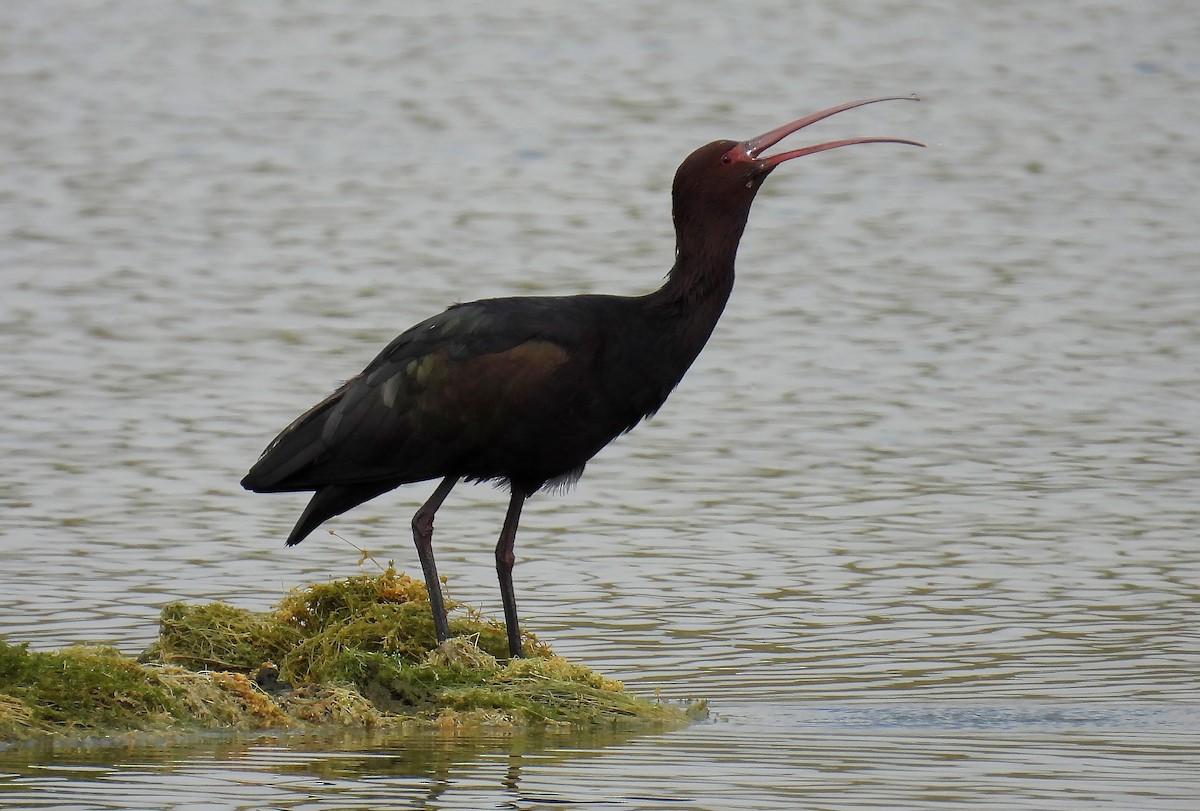 ibis andský - ML540561351