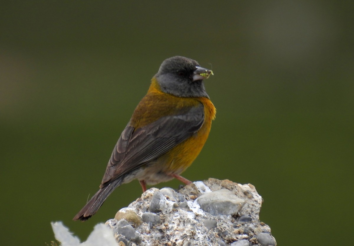 Peruvian Sierra Finch - Jorge Tiravanti