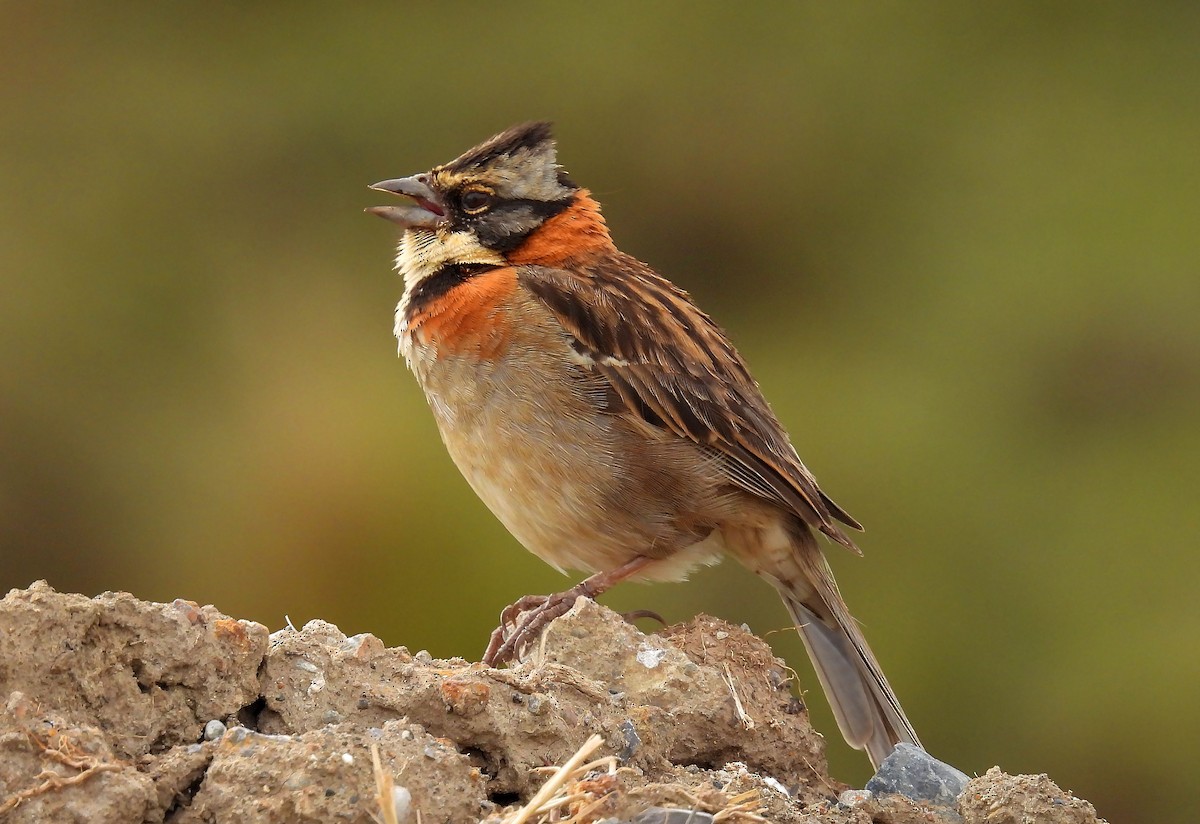 Rufous-collared Sparrow - ML540561901