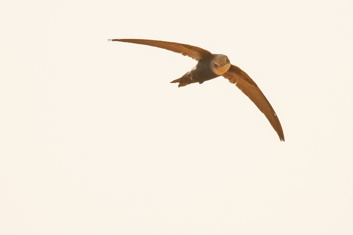 Horus Swift (White-rumped) - Frédéric Bacuez